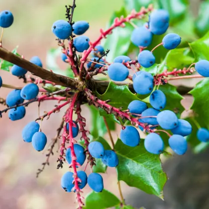 Mahónia cezmínolistá - Mahonia aquifolium - semiačka - 5 ks