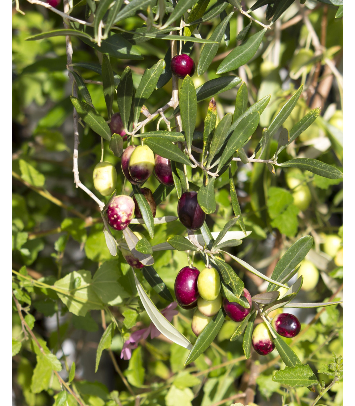 Olivovník európsky - Olea Europeae - semiačka - 5 ks