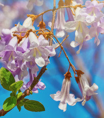 Paulovnia fortunei - Paulownia fortunei - semená - 15 ks