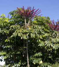 Šeflera actinophylla - Schefflera actinophylla - semiačka - 6 ks