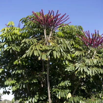 Šeflera actinophylla - Schefflera actinophylla - semiačka - 6 ks