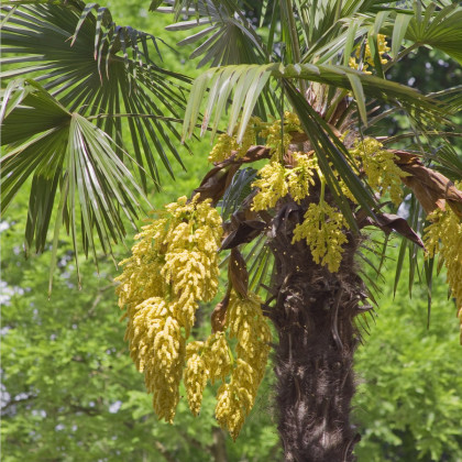Palma konopná - Trachycarpus fortunei - semiačka - 2 ks
