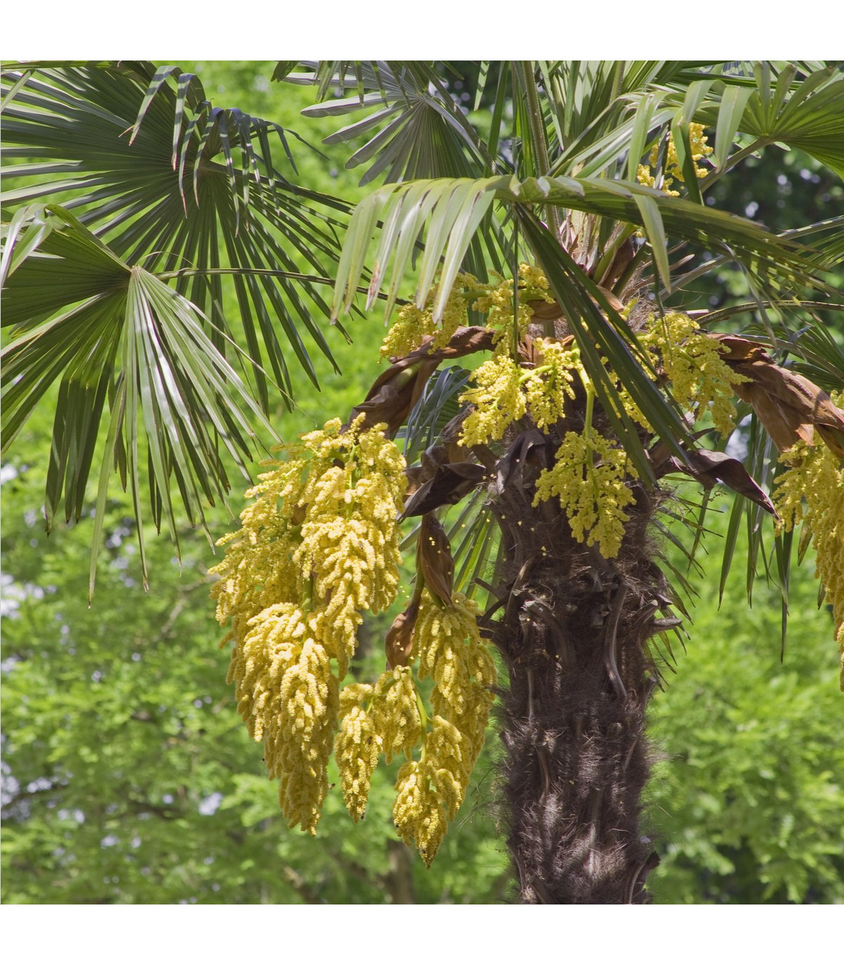 Palma konopná - Trachycarpus fortunei - semiačka - 2 ks