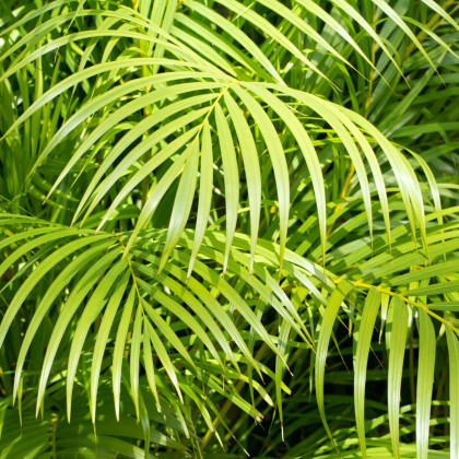 Palma madagaskarská - Dypsis madagascariensis - semiačka - 3 ks
