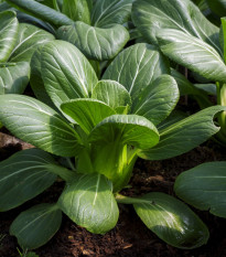 Pak Choi Hanakan F1 - Brassica rapa var rosularis - semiačka - 70 ks