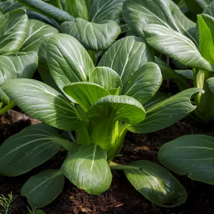 Pak Choi Hanakan F1 - Brassica rapa var rosularis - semiačka - 70 ks