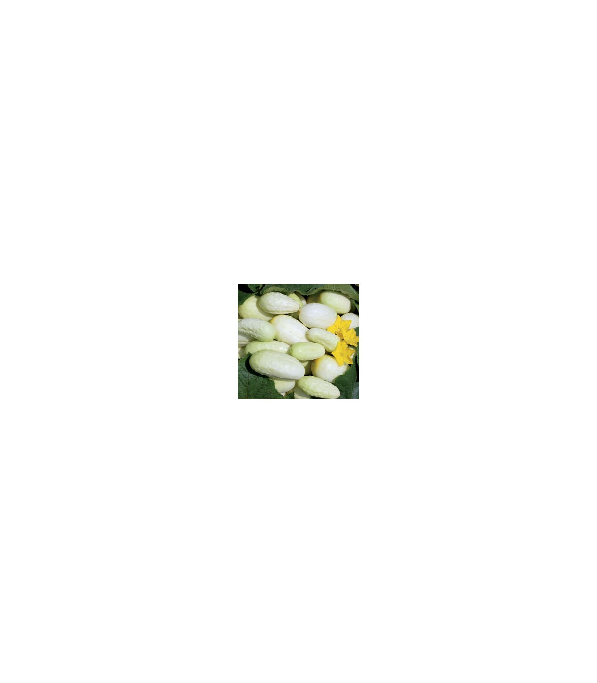 Uhorka biela - Cucumis sativus  - semienka uhorky - 5 ks