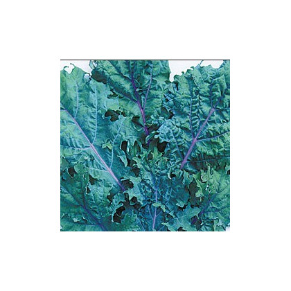 Kaleráb červený ruský - Brassica oleracea - semiačka - 0,5 g