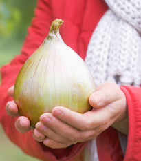 Cibuľa obrovská Kelsae - Allium cepa - semiačka - 100 ks