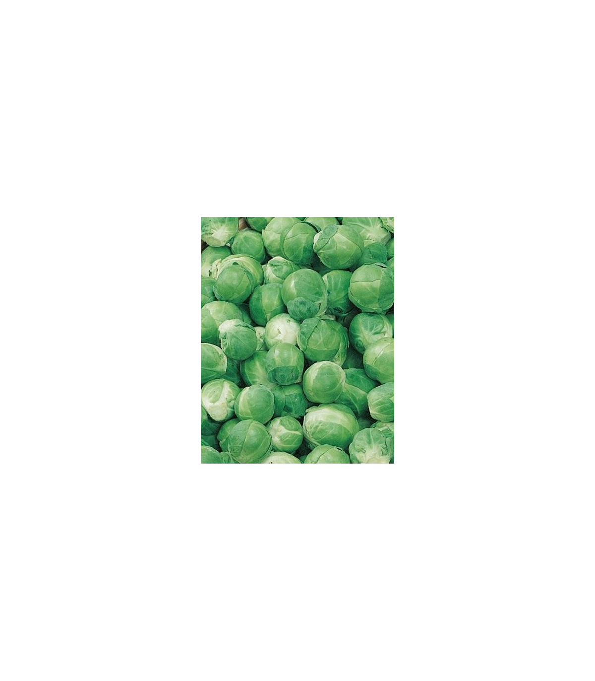 Kel ružičkový Hilds Ideal - Brassica oleracea - semiačka - 0,5 g