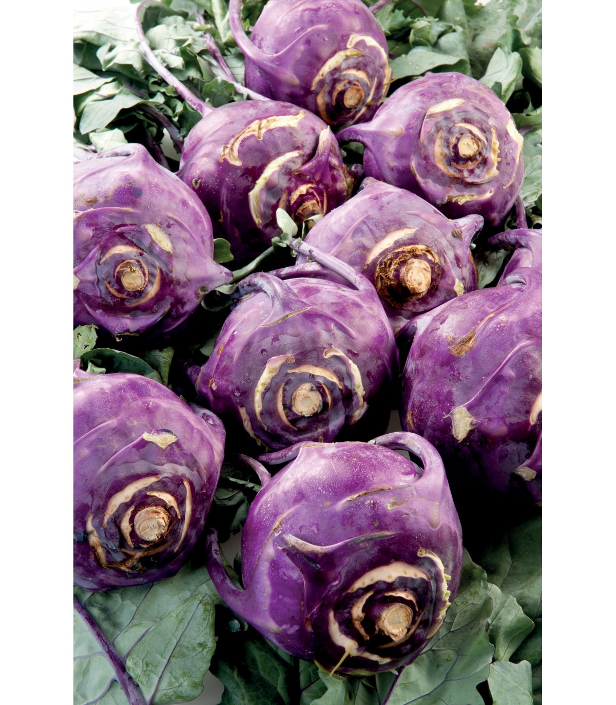 Kaleráb skorý modrý Blankyt - Brassica - semiačka - 50 ks