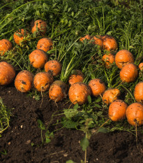 Mrkva guľatá na rýchlenie Pariser Markt - Daucus carota - semienka mrkvy - 500 ks