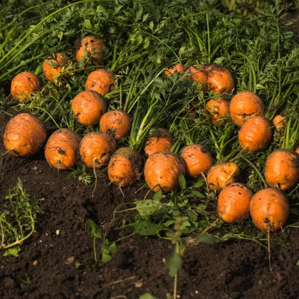 Mrkva guľatá na rýchlenie Pariser Markt - Daucus carota - semienka mrkvy - 500 ks