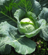 Kapusta hlávková neskorá - Brassica oleracea - semiačka - 200 ks