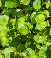 Portulaka zimná - Claytonia perfoliata - semiačka - 100 ks