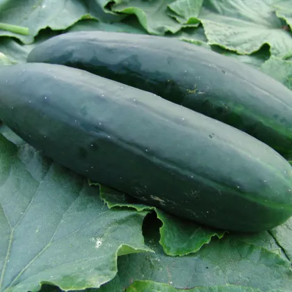 Uhorka šalátová Obelix F1 - Cucumis sativa - semiačka - 20 ks