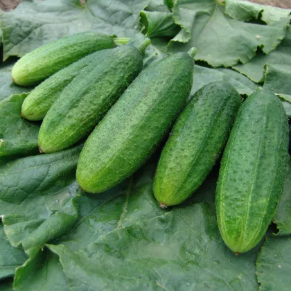 Uhorka nakladačka Mira F1 - Cucumis sativus - semiačka - 35 ks