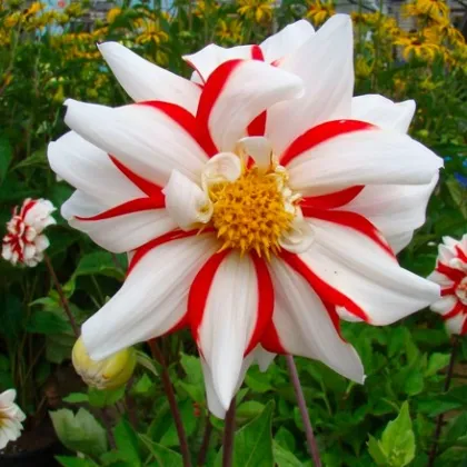 Georgína Fire and Ice - Dahlia hybrida - predaj cibuľovín - 1 ks