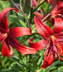 Ľalia červená Red tiger - Lilium - predaj cibuľovín - 1 ks