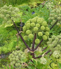 Archangelika lekárska - Angelica archangelica - semiačka - 70 ks