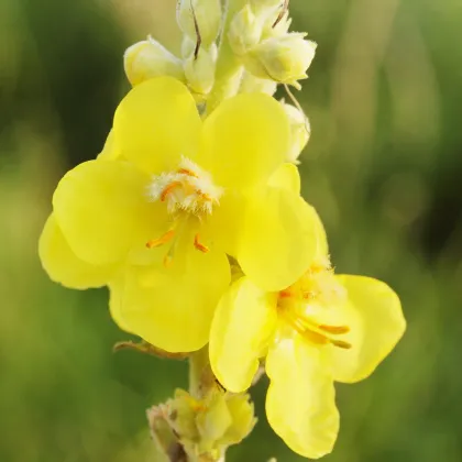 Divozel veľkokvetý - Verbascum densiflorum - semiačka - 300 ks