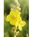 Divozel veľkokvetý - Verbascum densiflorum - semiačka - 300 ks