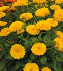 Nechtík lekársky žltý - Calendula officinalis - semiačka - 30 ks