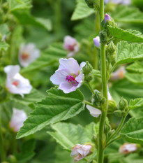 Ibiš lekársky - Althaea officinalis - semiačka - 18 ks