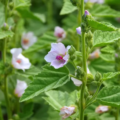 Ibiš lekársky - Althaea officinalis - semiačka - 18 ks