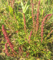 Štiav záhradný - Rumex patienta - semiačka - 20 ks