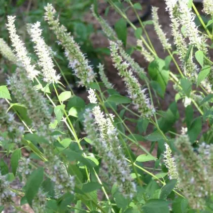 Yzop lekársky biely - Hyssopus officinalis - semiačka - 100 ks