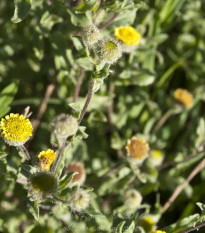 Blšník obyčajný - Pulicaria vulgaris - semiačka - 50 ks