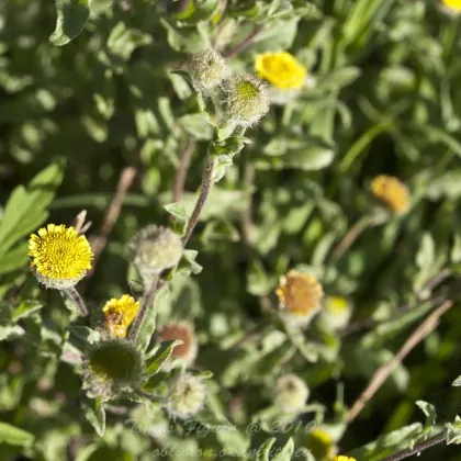 Blšník obyčajný - Pulicaria vulgaris - semiačka - 50 ks