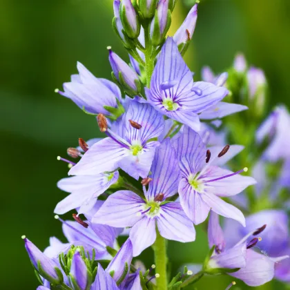 Veronika lekárska - Rozrazil - Veronica officinalis - semiačka - 30 ks