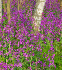 Mesačnica ročná fialová Honesty - Lunaria annua - predaj semien - 50 ks