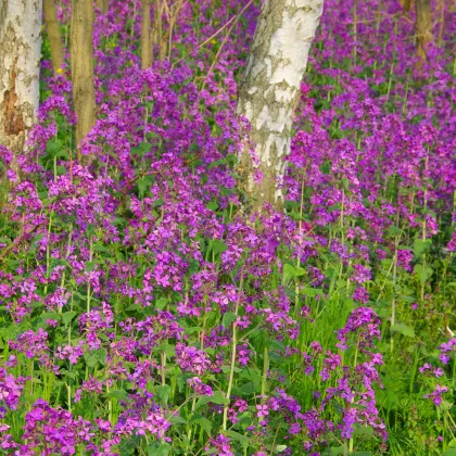 Mesačnica ročná fialová Honesty - Lunaria annua - predaj semien - 50 ks