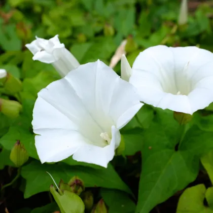 Kobea šplhavá biela - Cobaea scandens - predaj semien  - 0,5 g