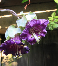 Kobea šplhavá fialová - Cobaea scandens - predaj semien - 7 ks