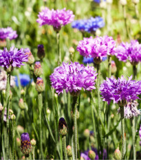 Nevädza zmes - Centaurea cyanus - predaj semien - 100 ks