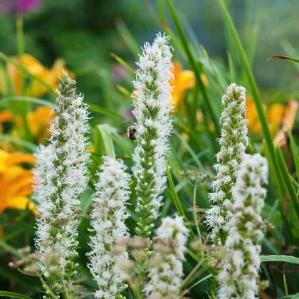 Liatra klasnatá biela Floristan White - Liatris spicata - semiačka - 20 ks