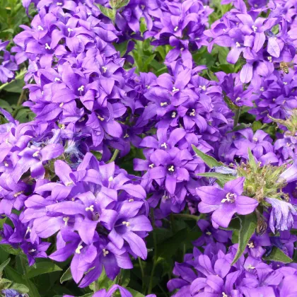 Zvonček klbkatý - Campanula glomerata - predaj semien - 600 ks