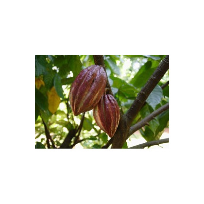 Kakaovník pravý červený - Theobroma cacao -semiačka - 5 ks