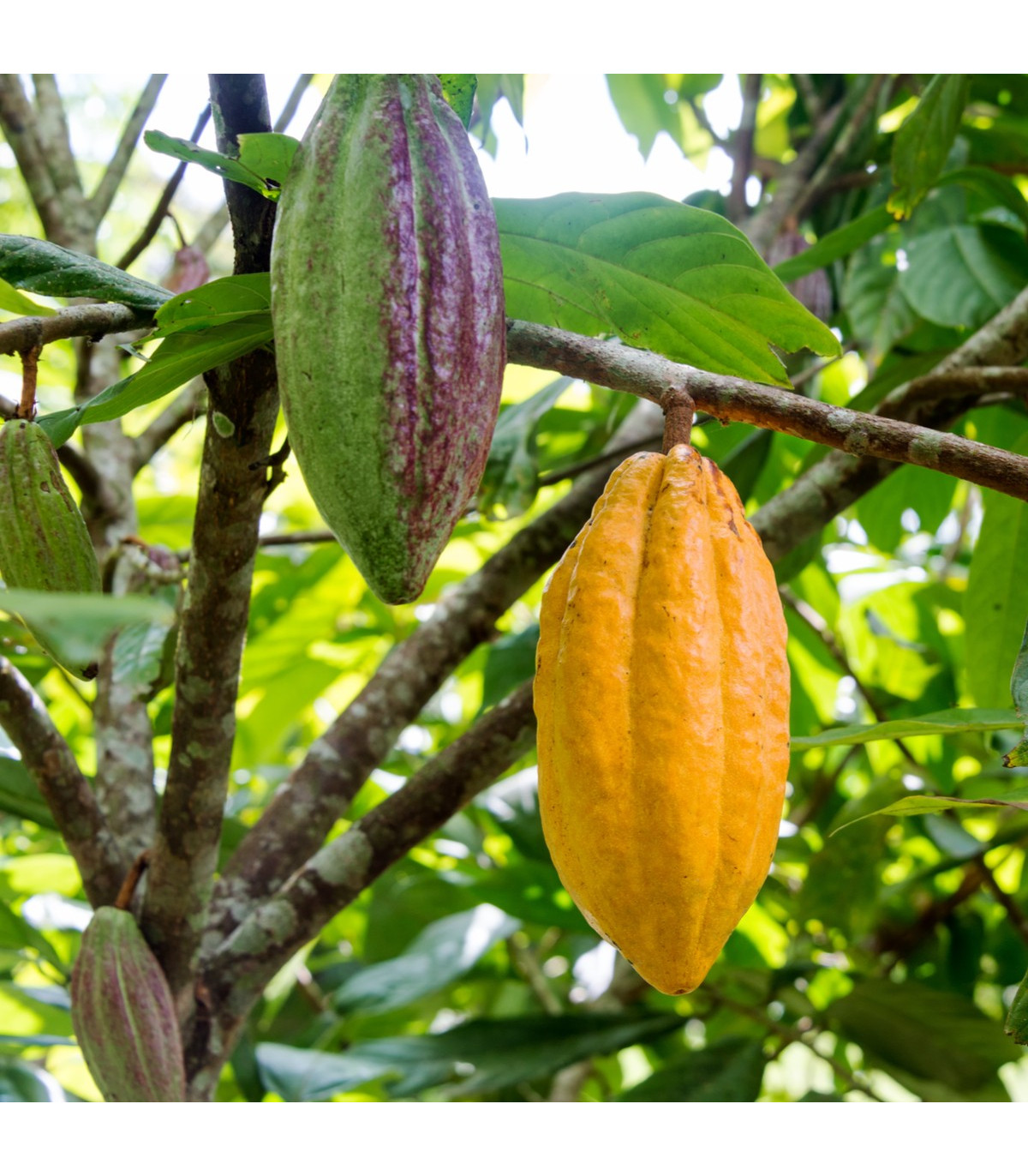 Kakaovník pravý žltý- Theobroma cacao - semiačka - 5 ks