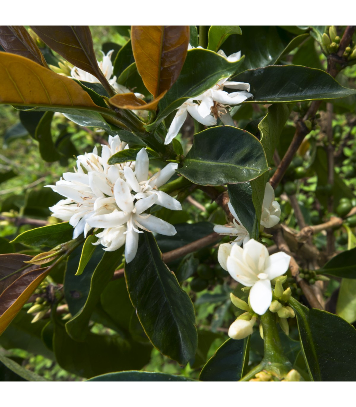 Kávovník robusta - Coffea canephora - semiačka - 5 ks