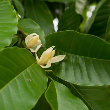 Magnólia champaca - Magnolia champaca - semiačka - 5 ks