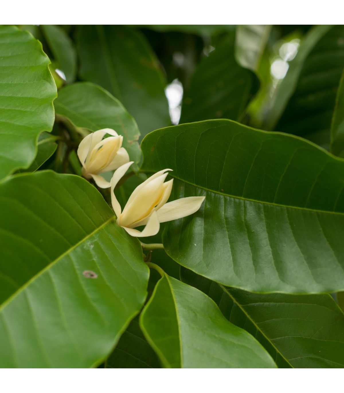 Magnólia champaca - Magnolia champaca - semiačka - 5 ks