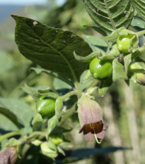 Ľuľkovec zlomocný - Atropa belladonna - semiačka - 10 ks