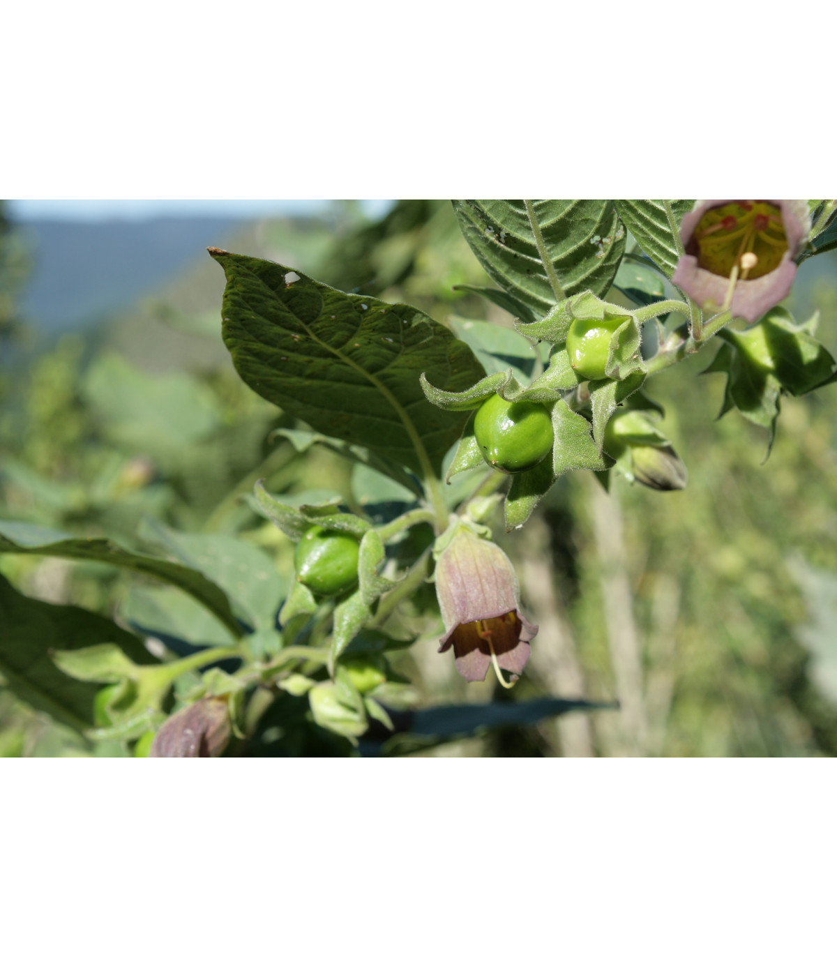 Ľuľkovec zlomocný - Atropa belladonna - semiačka - 10 ks