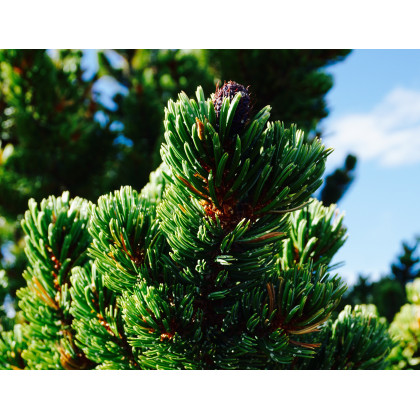 Borovica ostitá - Pinus aristata - semená borovice - 5 ks