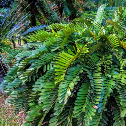 Cykas otrubnatý - Cykas Zamia furfuracea - semiačka - 2 ks